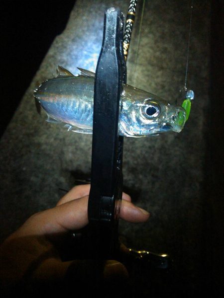 メバルアジガシラ